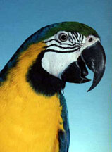 macaw