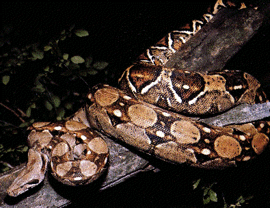 common boa